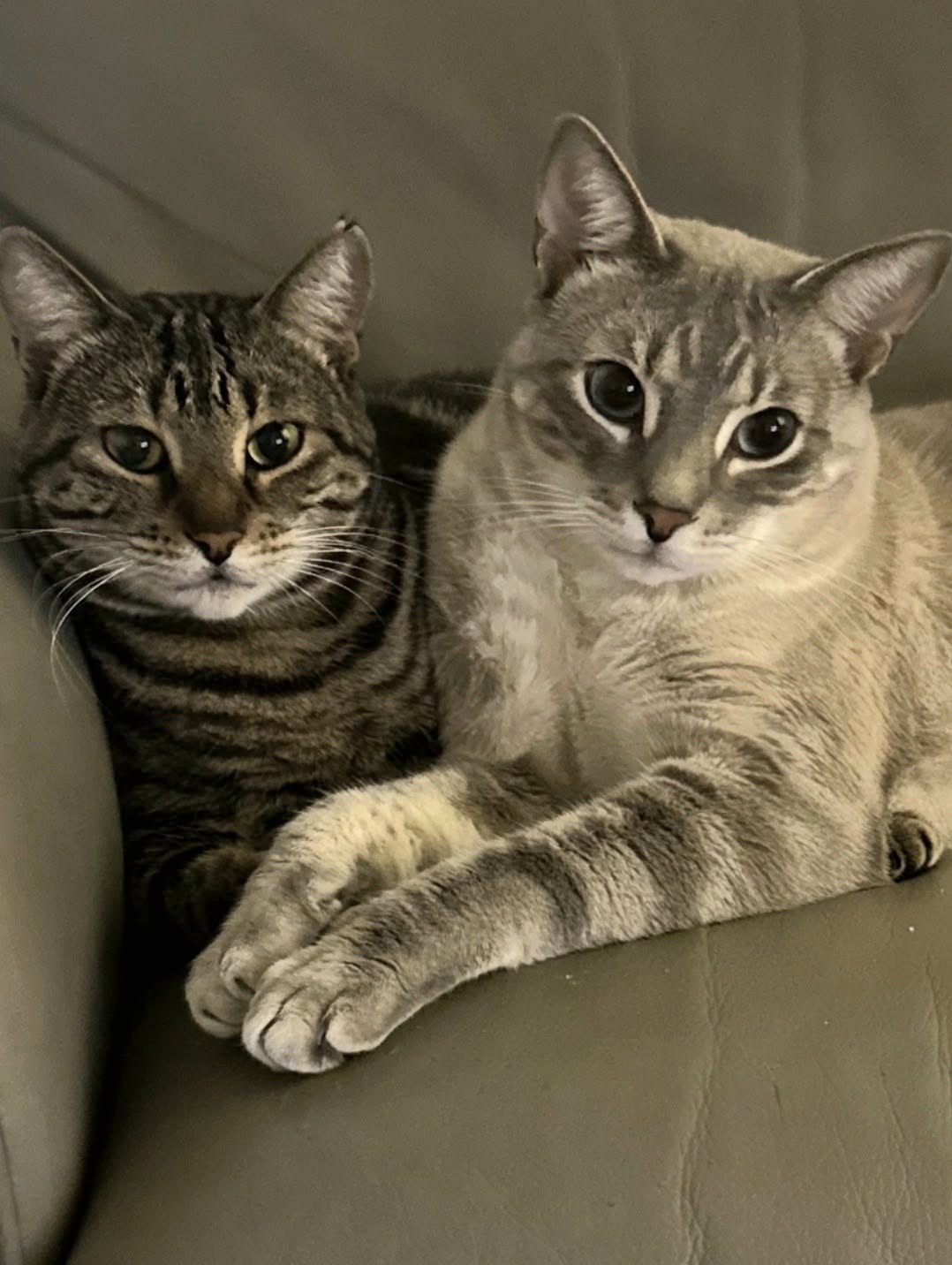 Lifestyle pet portrait of two cats